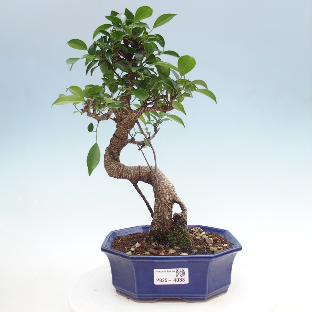 Pokojová bonsai - Ficus retusa -  malolistý fíkus