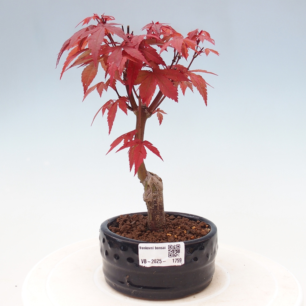 Venkovní bonsai - Acer palm. Atropurpureum-Javor dlanitolistý