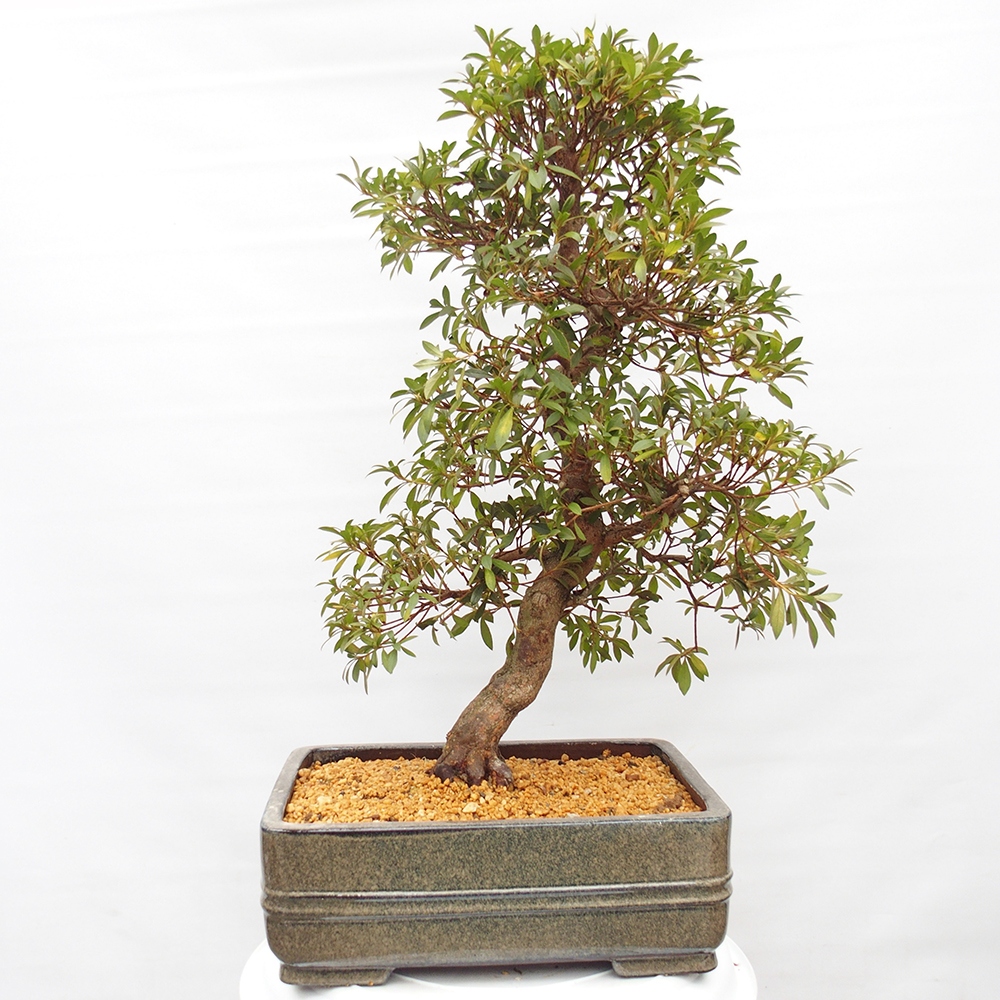 Venkovní bonsai - Japonská azalka - Azalea satsuki