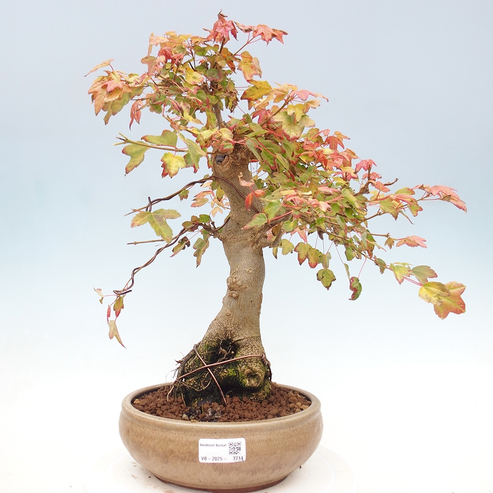 Venkovní bonsai - Acer Buergerianum - Javor Burgerův