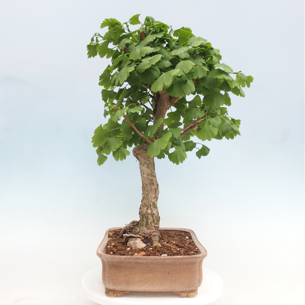 Venkovní bonsai - Jinan dvoulaločný - Ginkgo biloba