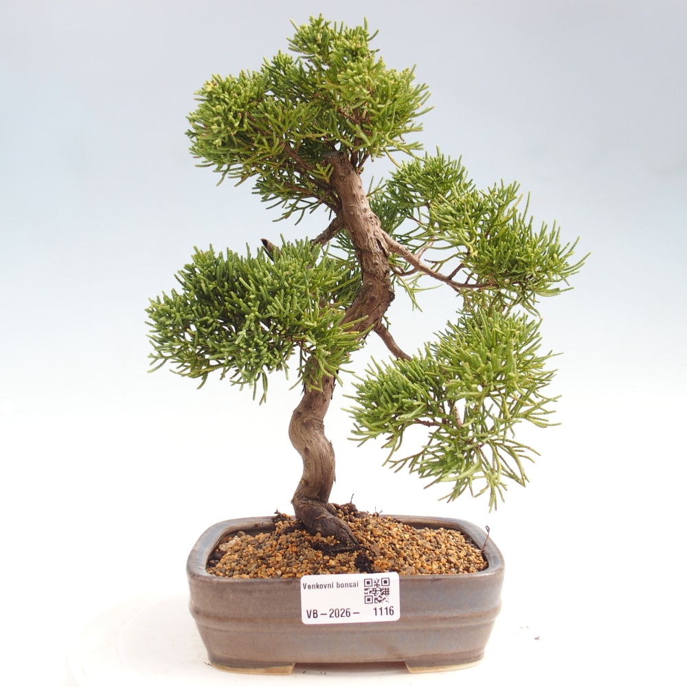 Venkovní bonsai - Juniperus chinensis Kishu -Jalovec čínský
