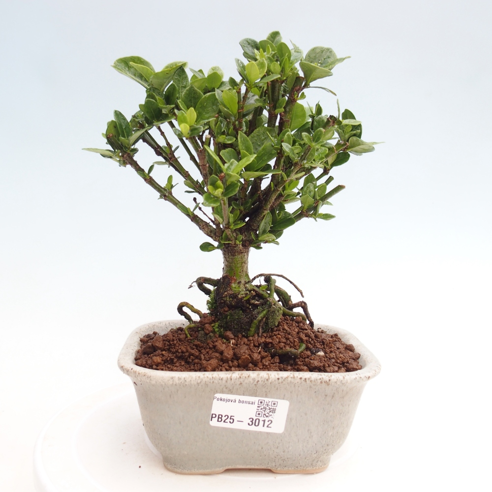 Pokojová bonsai - Gardenia jasminoides-Gardenie