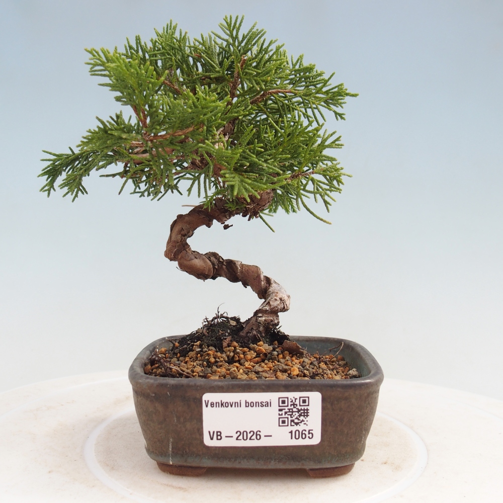 Venkovní bonsai - Juniperus chinensis Kishu -Jalovec čínský