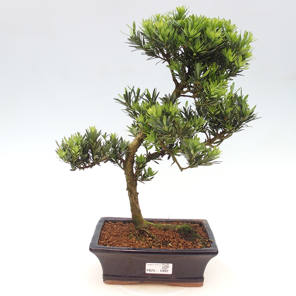 Pokojová bonsai - Podocarpus - Kamenný tis