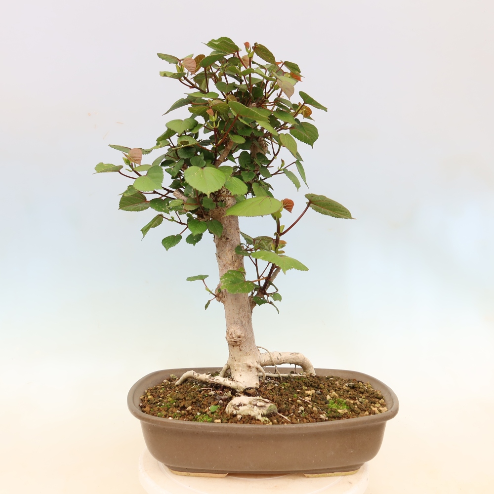 Pokojová bonsai - Hibiscus tiliaceus - Ibišek lípovitý, morský