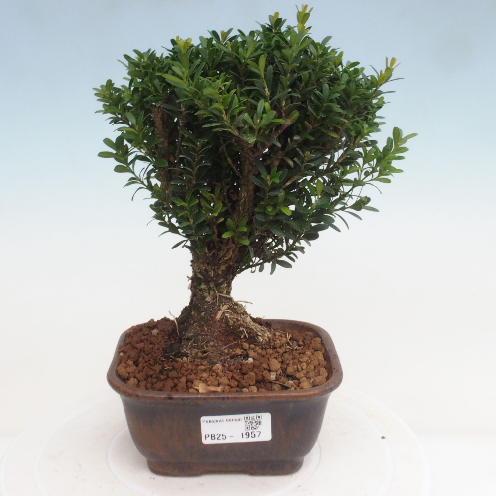 Pokojová bonsai - Buxus harlandii - korkový buxus