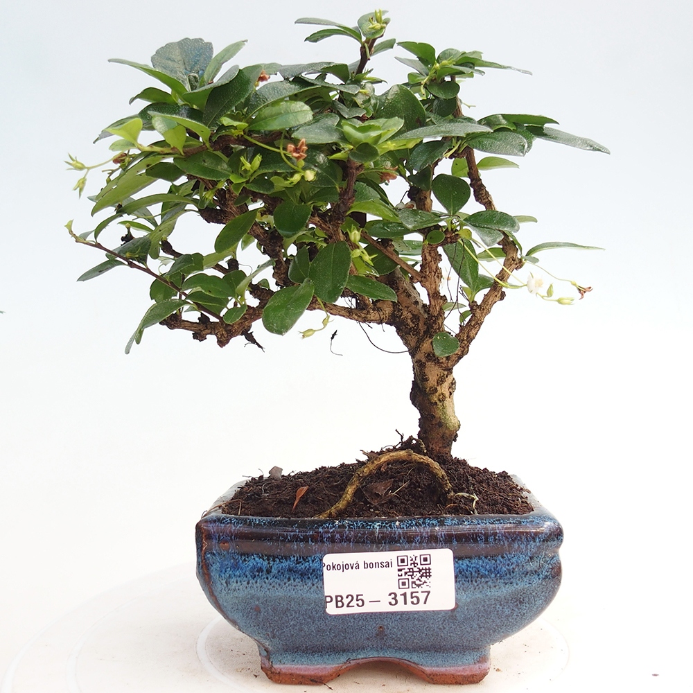 Pokojová bonsai - Carmona macrophylla - Čaj fuki