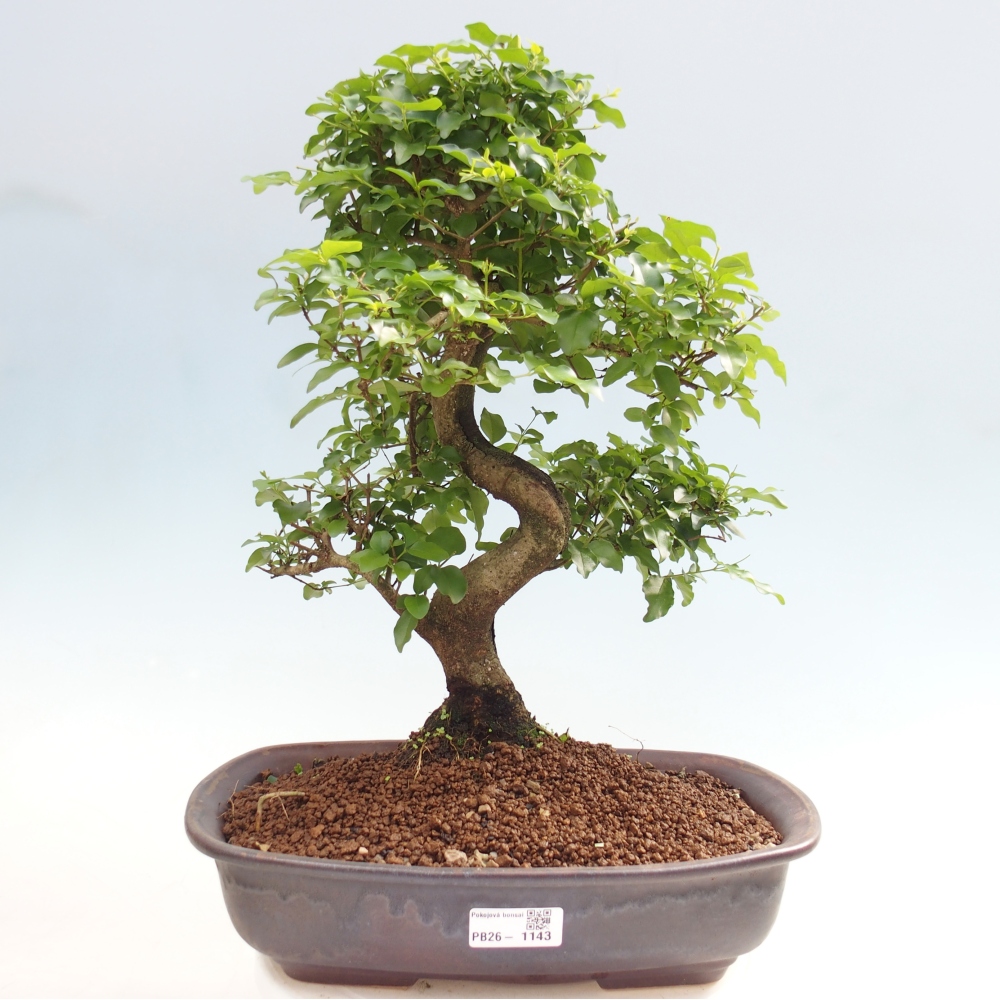 Pokojová bonsai -Ligustrum chinensis - Ptačí zob