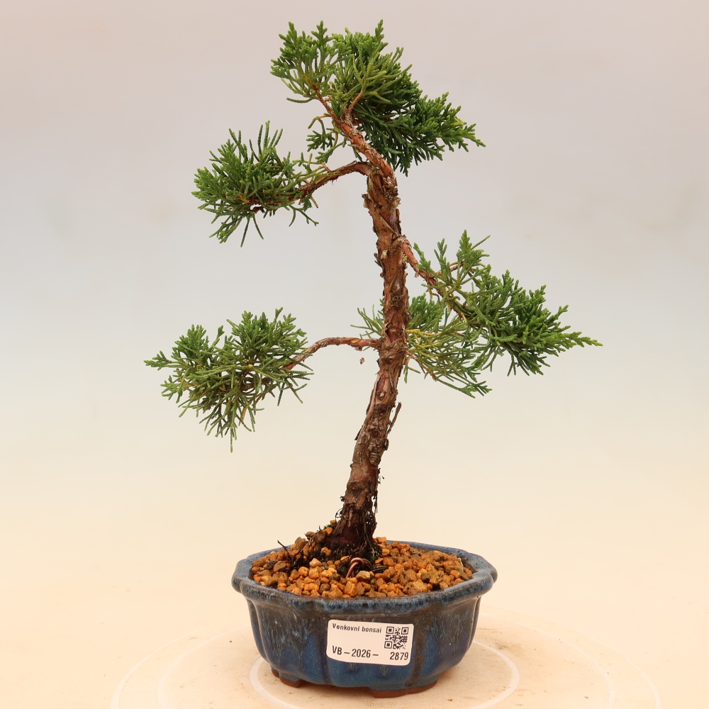 Venkovní bonsai - Juniperus chinensis Kishu -Jalovec čínský