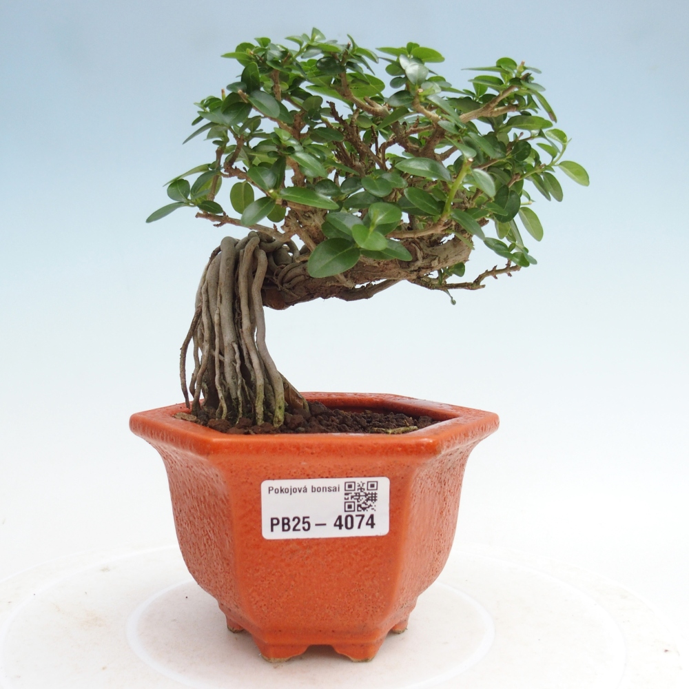 Pokojová bonsai - Premna serratifolia  - Kozlovoň malolistá