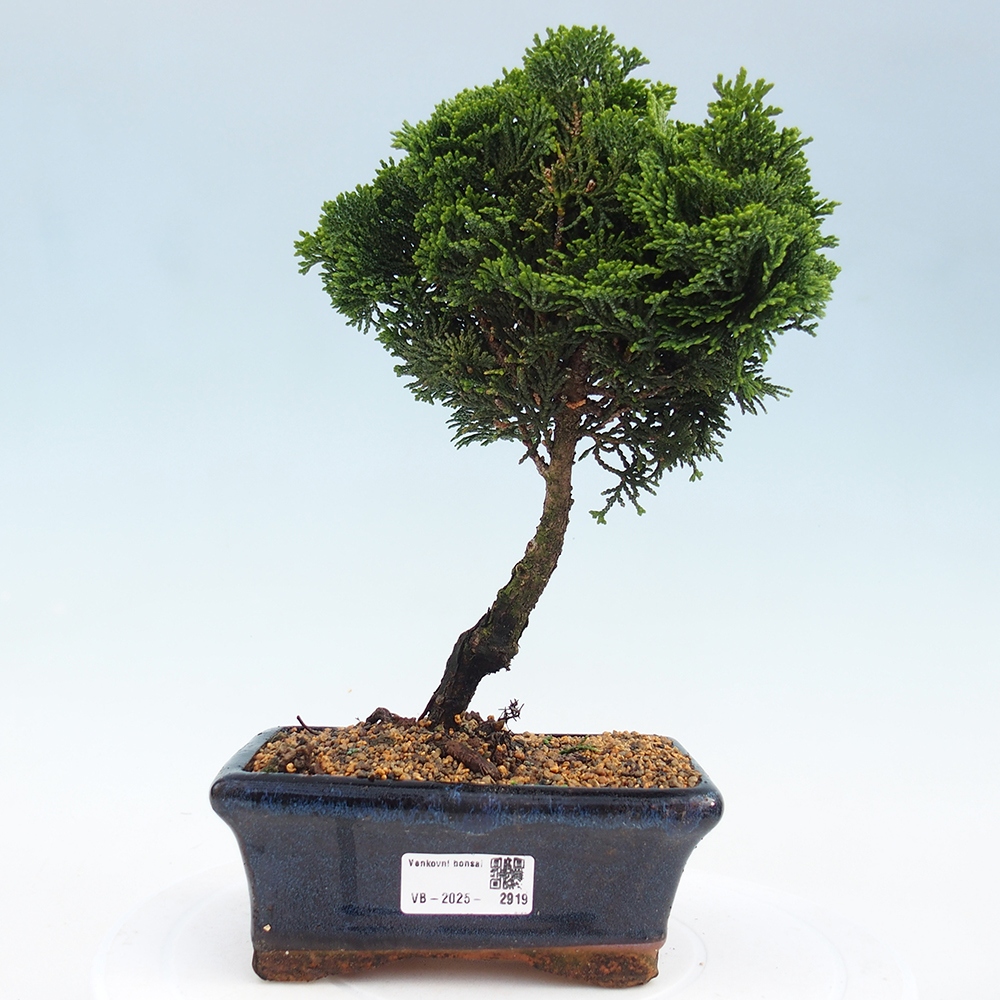 Venkovní bonsai - Cham.pis obtusa Nana Gracilis - Cypřišek