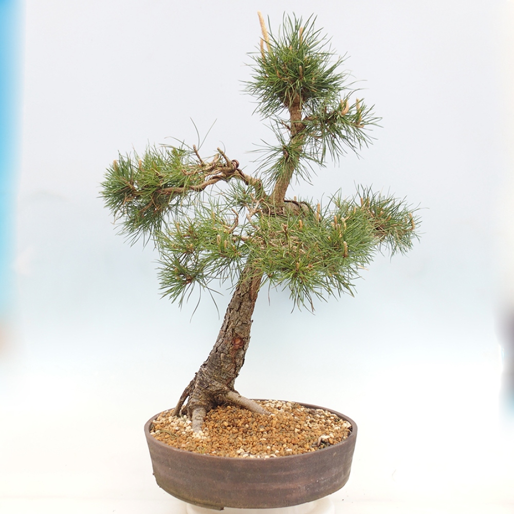 Venkovní bonsai - Pinus thunbergii - Borovice thunbergova