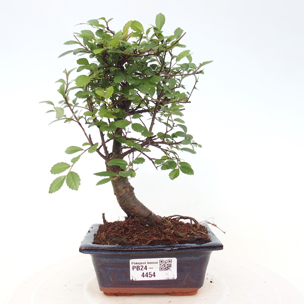 Pokojová bonsai - Ulmus parvifolia - Malolistý jilm