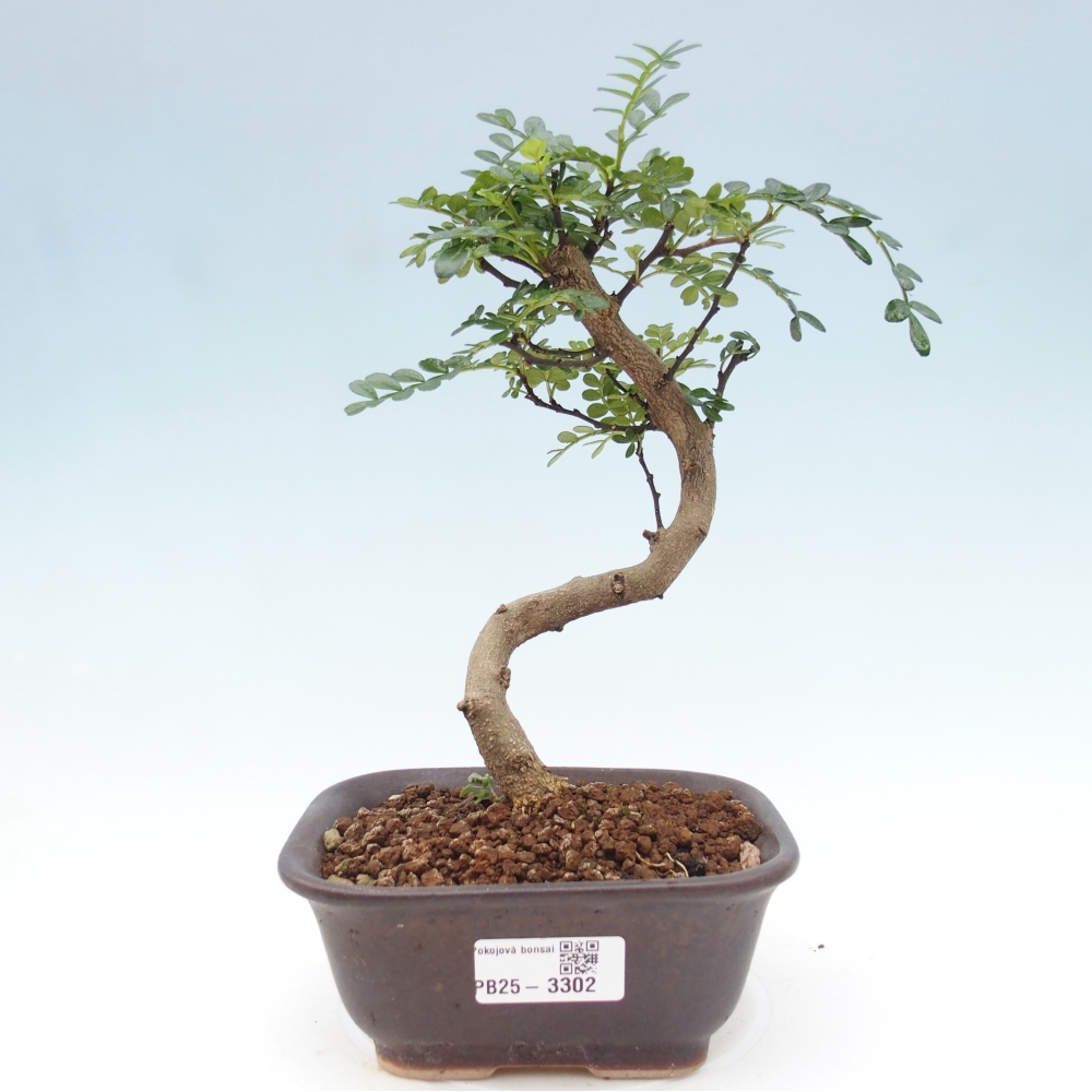 Pokojová bonsai - Zantoxylum piperitum - pepřovník