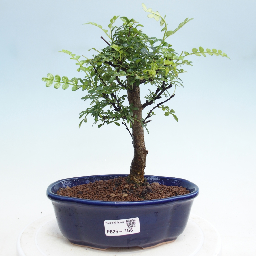 Pokojová bonsai - Zantoxylum piperitum - Pepřovník