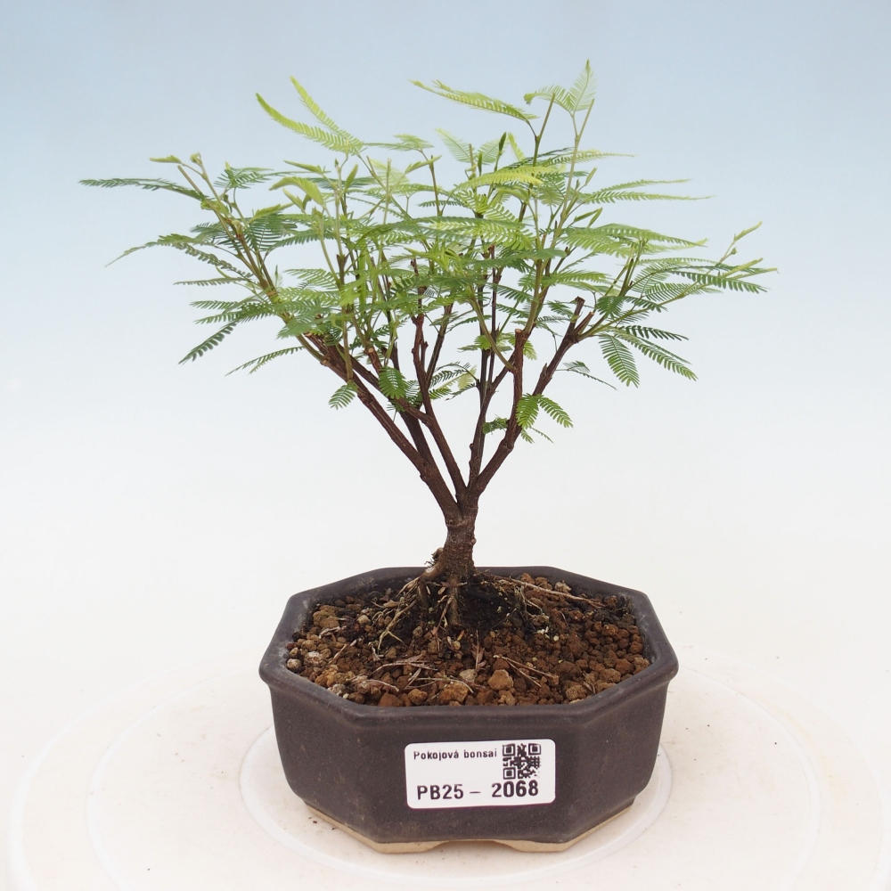 Pokojová bonsai-Calliandra surinamensis Dixie Pink - Kaliandra Suriámská