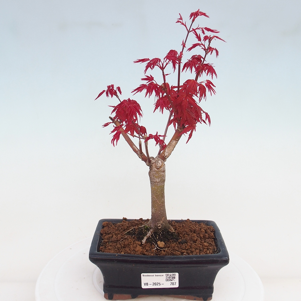 Venkovní bonsai - Javor dlanitolistý - Acer palmatum DESHOJO