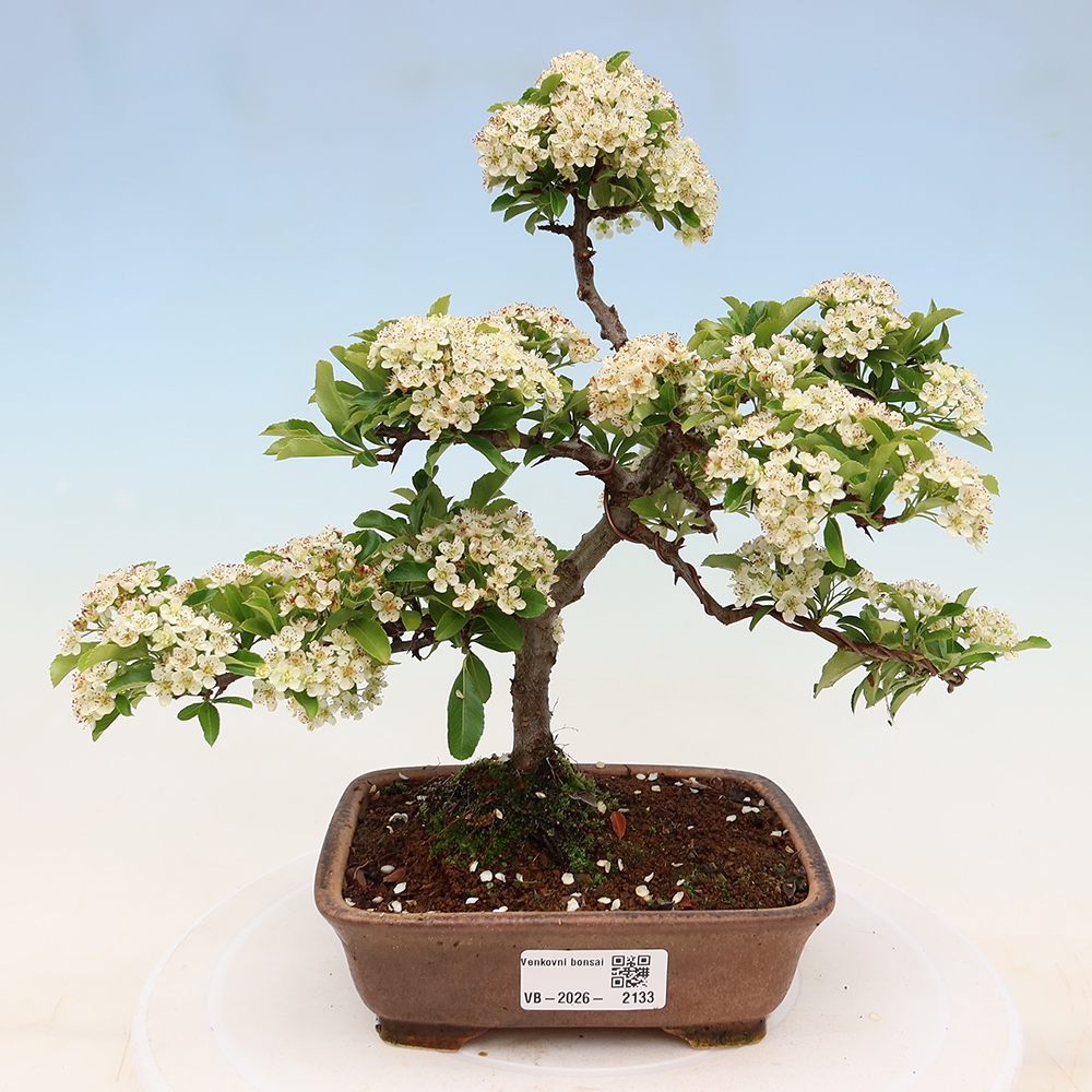 Venkovní bonsai - Pyracantha teton - Hlohyně šarlatová