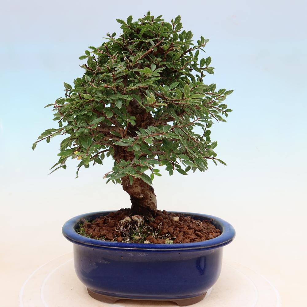 Venkovní bonsai - Zelkova - Zelkova NIRE