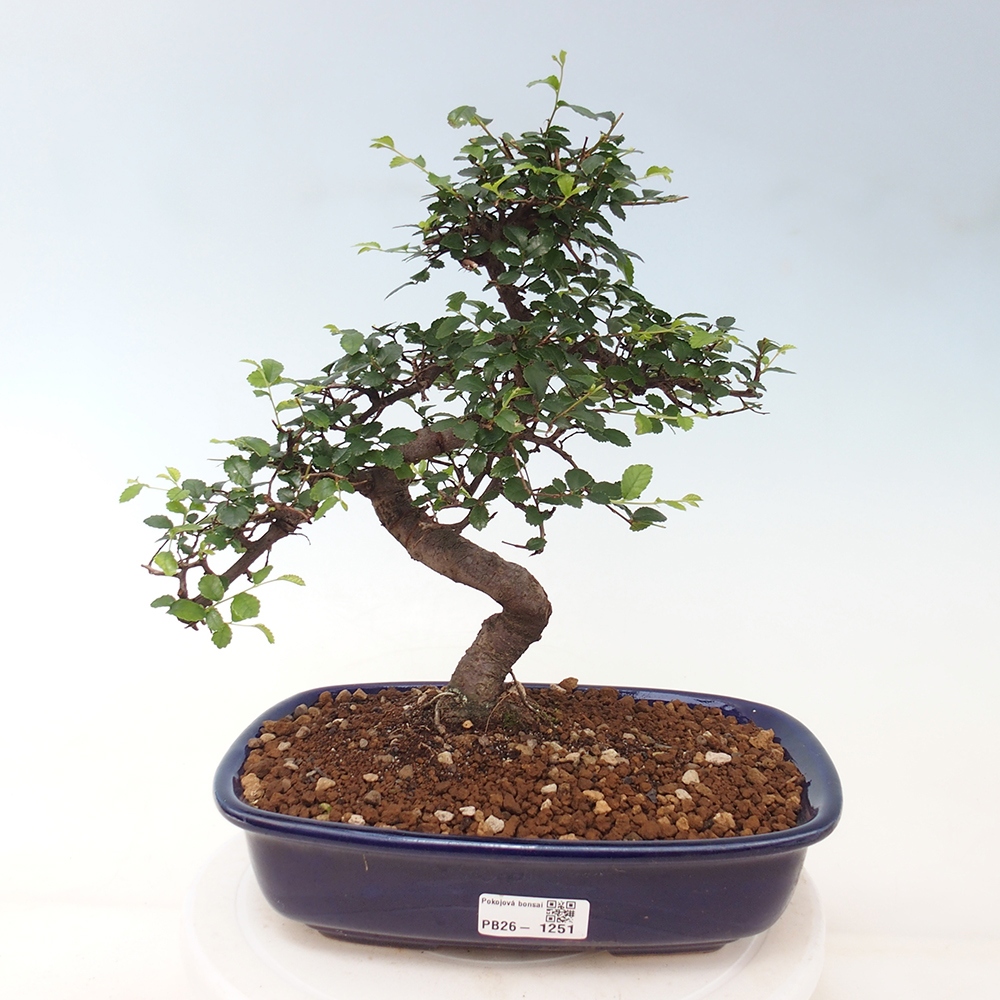 Pokojová bonsai - Ulmus parvifolia - Malolistý jilm