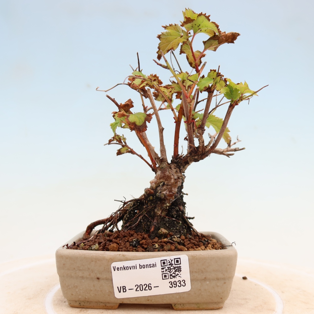 Venkovní bonsai -  Stephanandra incisa - Korunatka klaná