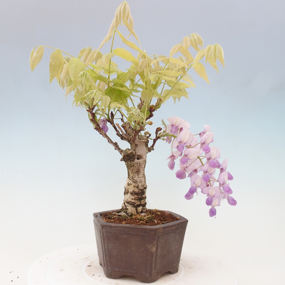 Venkovní bonsai - Vistarie květnatá - Wisteria floribunda