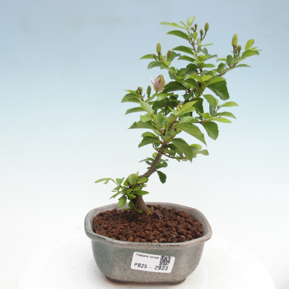Pokojová bonsai - Grewia occidentalis - Hvězdice levandulová