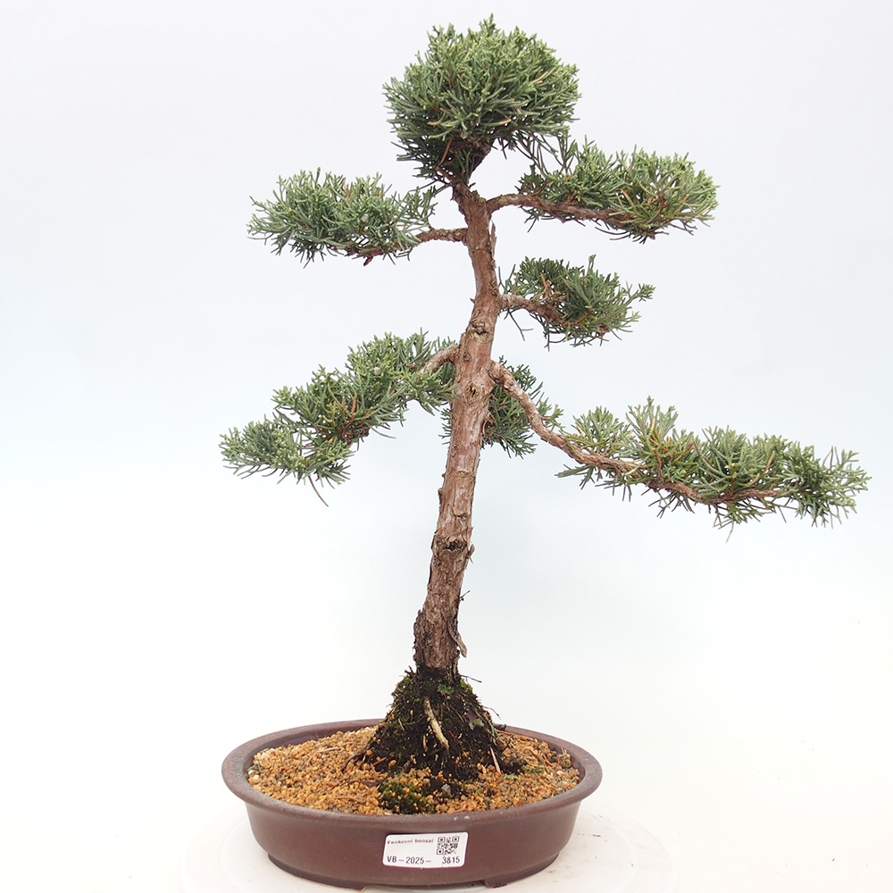 Venkovní bonsai - Juniperus chinensis Kishu -Jalovec čínský