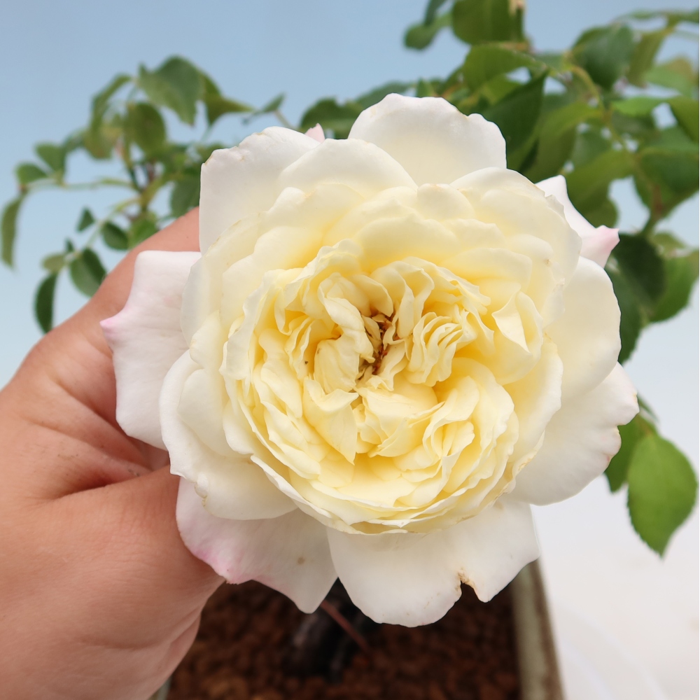 Venkovní bonsai - Rosa Kordes -  růže