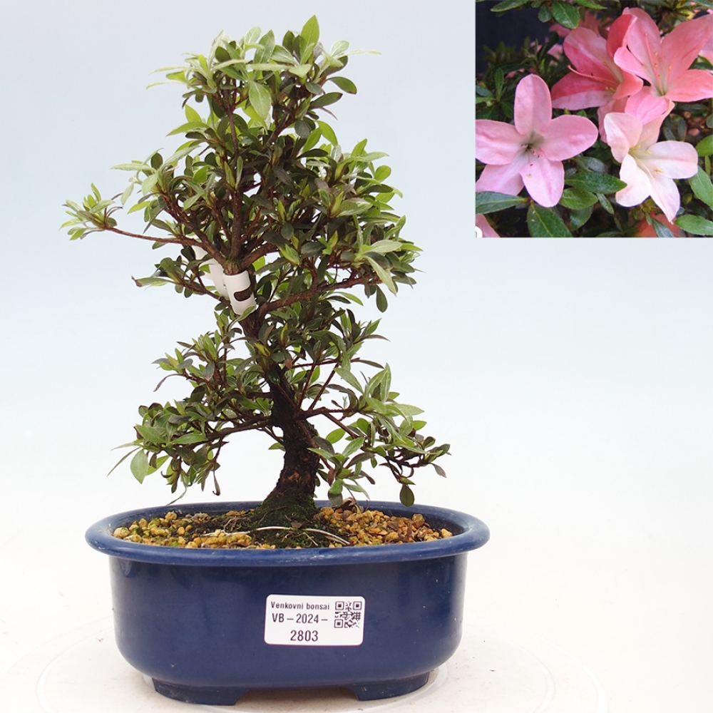 Venkovní bonsai - Japonská azalka - Azalea Nikko