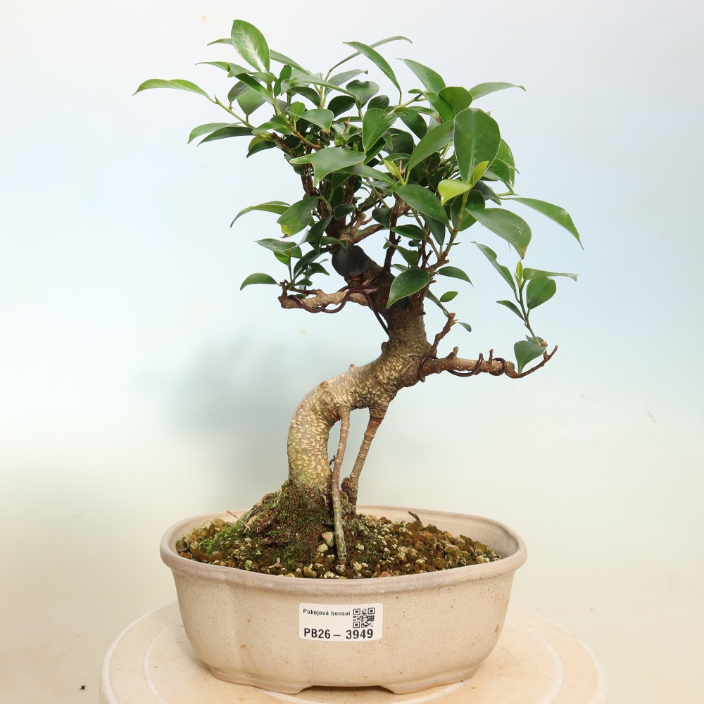 Pokojová bonsai - Ficus kimmen -  malolistý fíkus