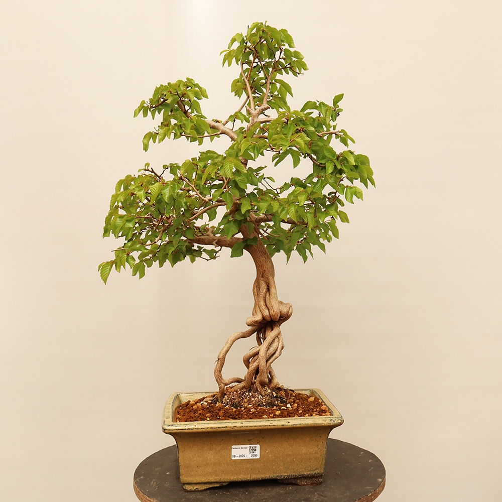 Venkovní bonsai -Carpinus Coreana - Habr korejský