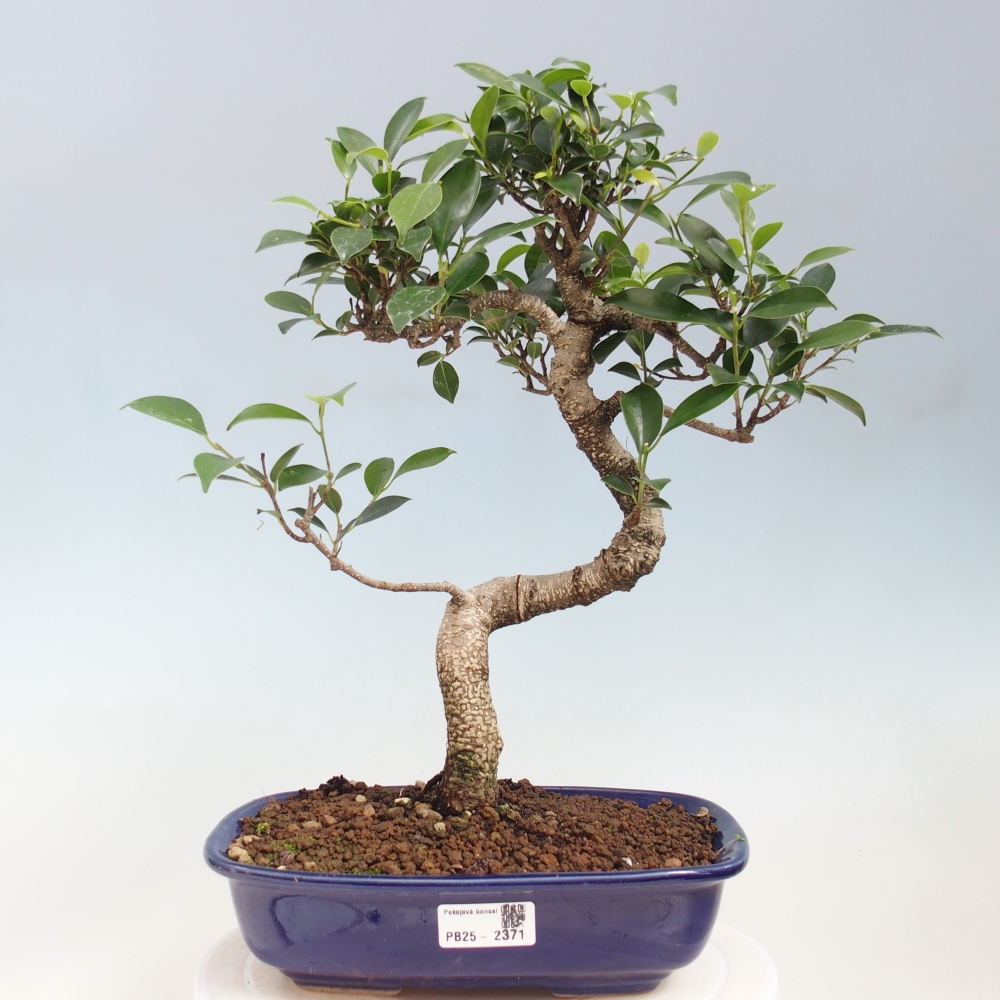 Pokojová bonsai - Ficus kimmen -  malolistý fíkus