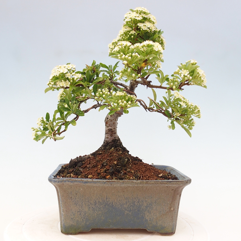 Venkovní bonsai-Pyracanta Teton -Hlohyně