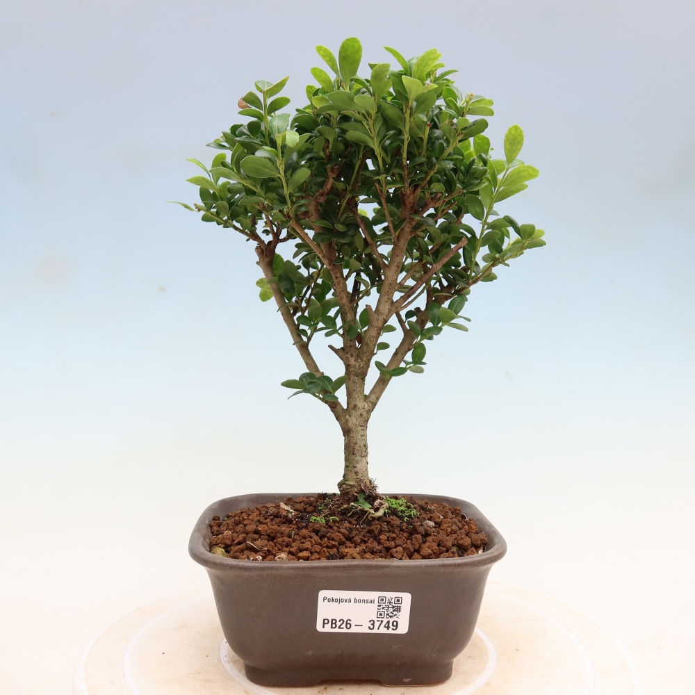 Pokojová bonsai - Ilex crenata - Cesmína