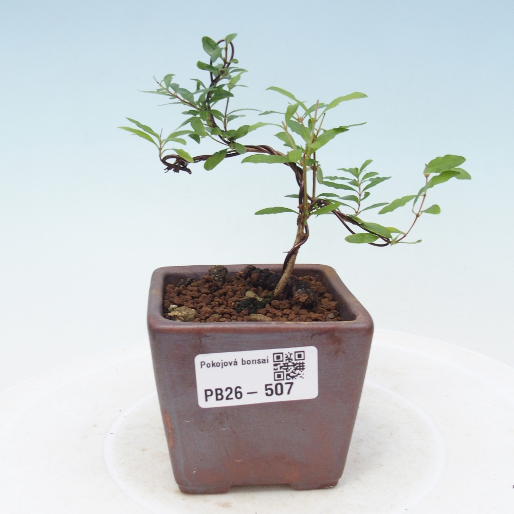 Pokojová bonsai-PUNICA granatum nana-Granátové jablko