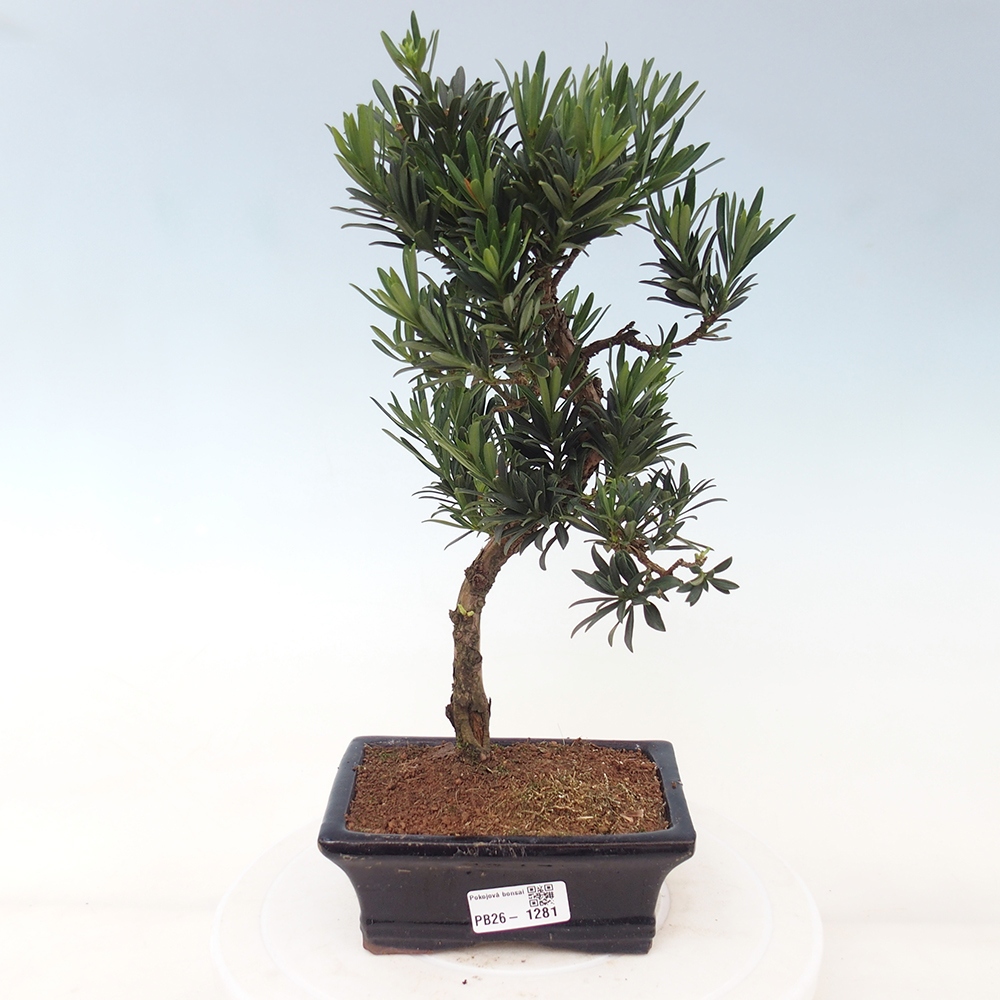 Pokojová bonsai - Podocarpus - Kamenný tis