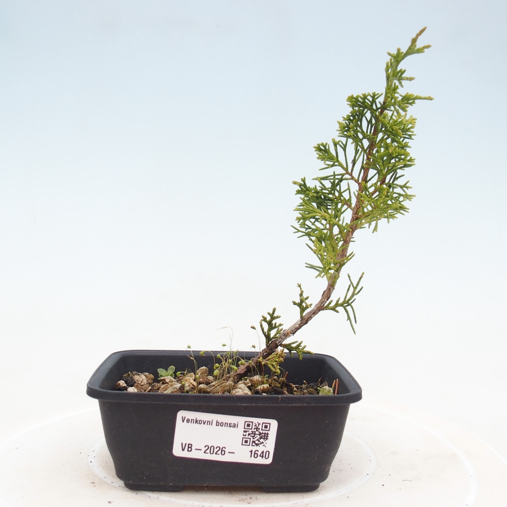 Venkovní bonsai - Juniperus chinensis Itoigawa -Jalovec čínský