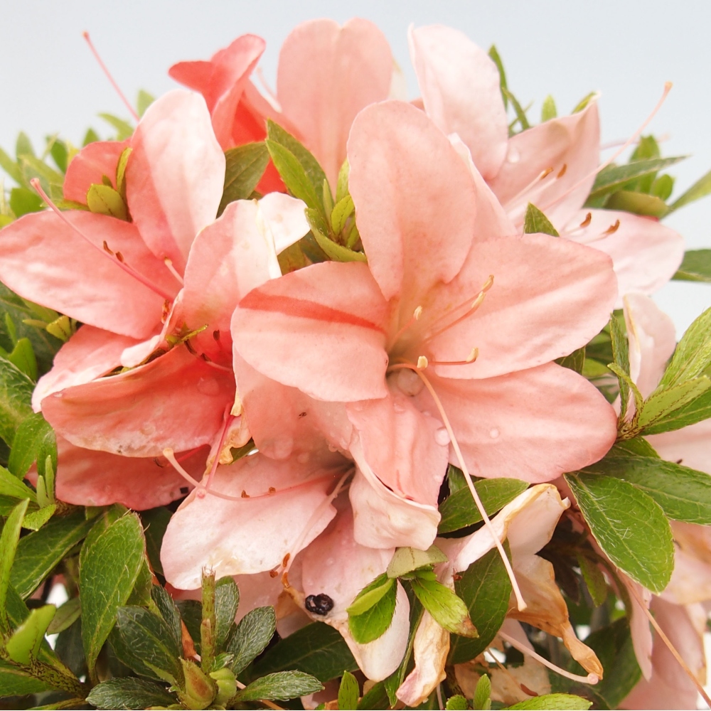 Venkovní bonsai - Japonská azalka - Azalea Nikko