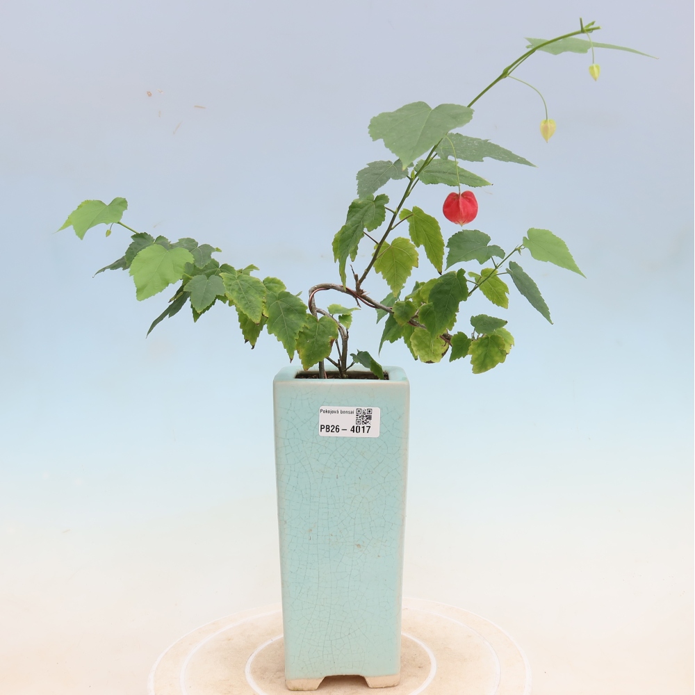 Pokojová bonsai - Abutilon Big Bell - Mračňák poříční