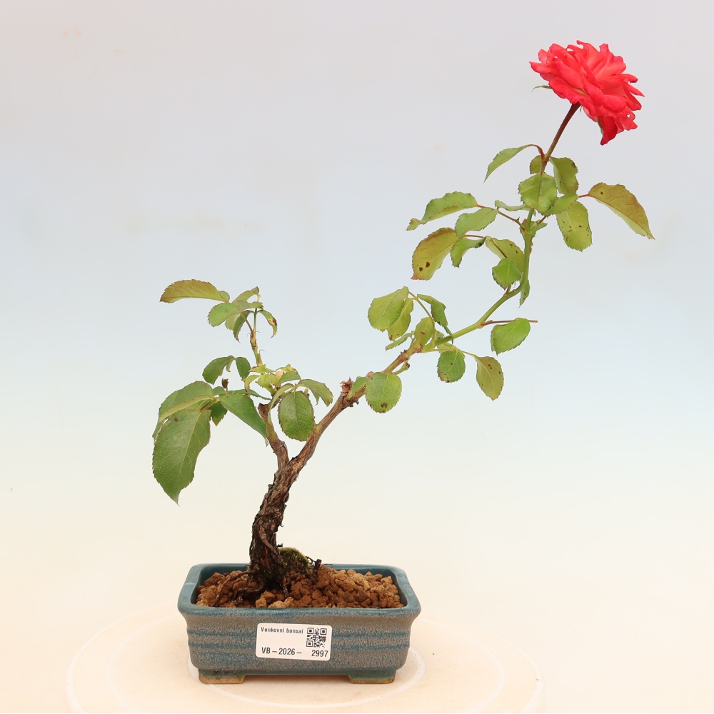 Venkovní bonsai - Rosa Kordes -  růže