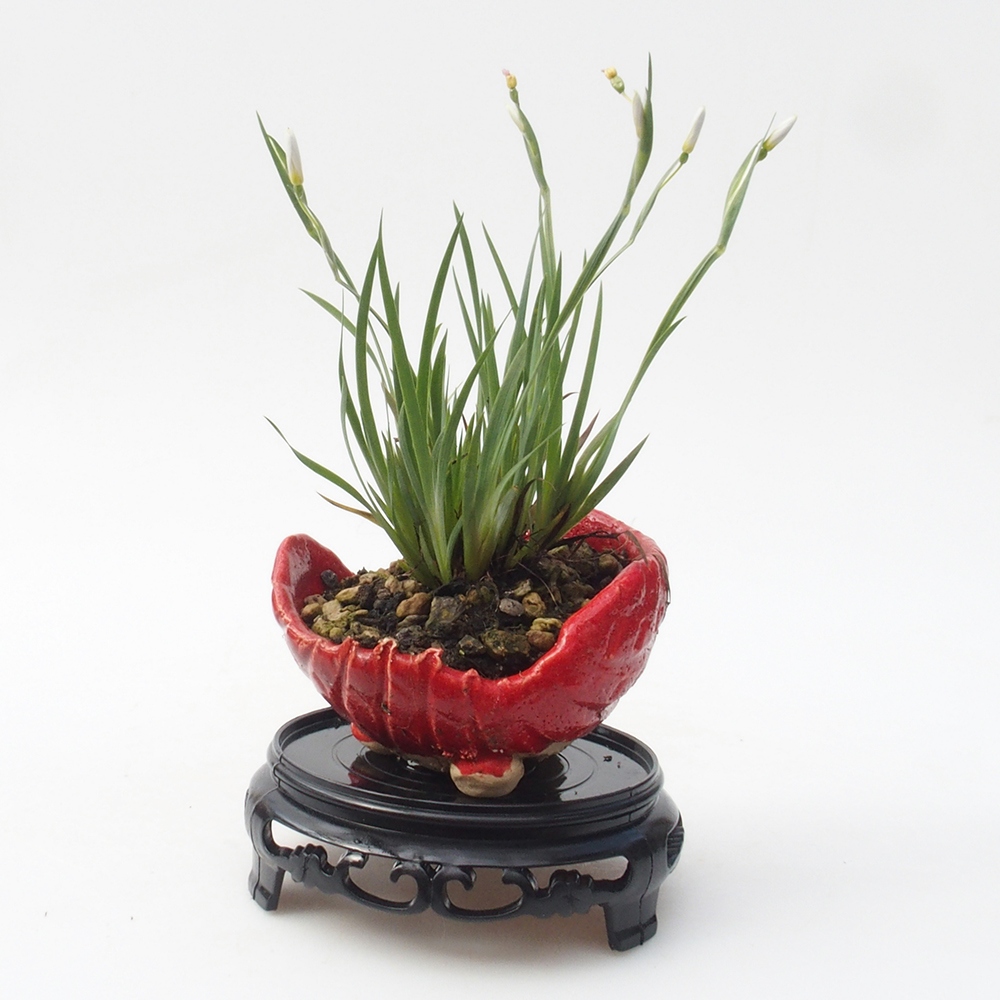 Bonsai stolek plastový kulatý 10 x 10 x 3,5 cm, barva černá