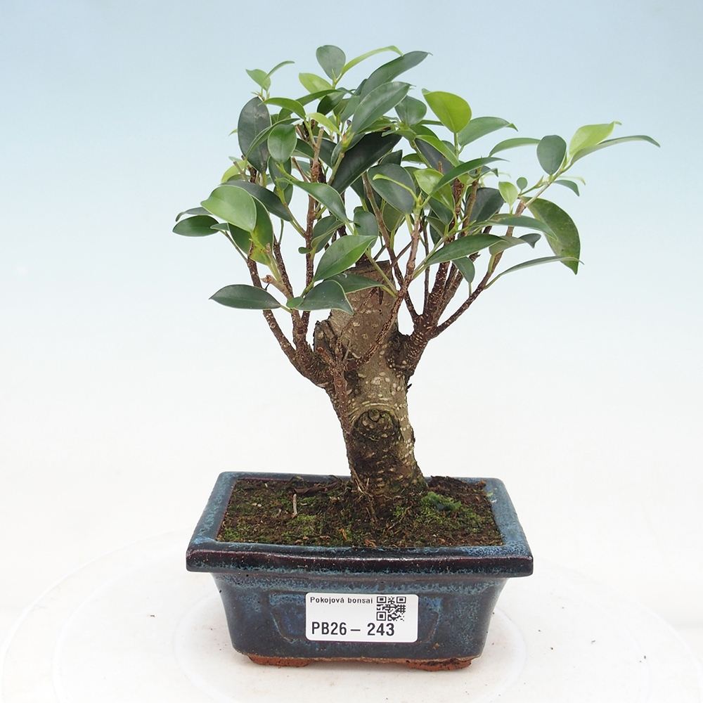 Pokojová bonsai Ficus retusa kimmen