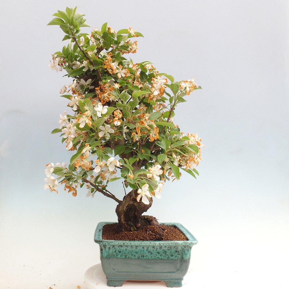 Venkovní bonsai -Malus halliana - Maloplodá jabloň
