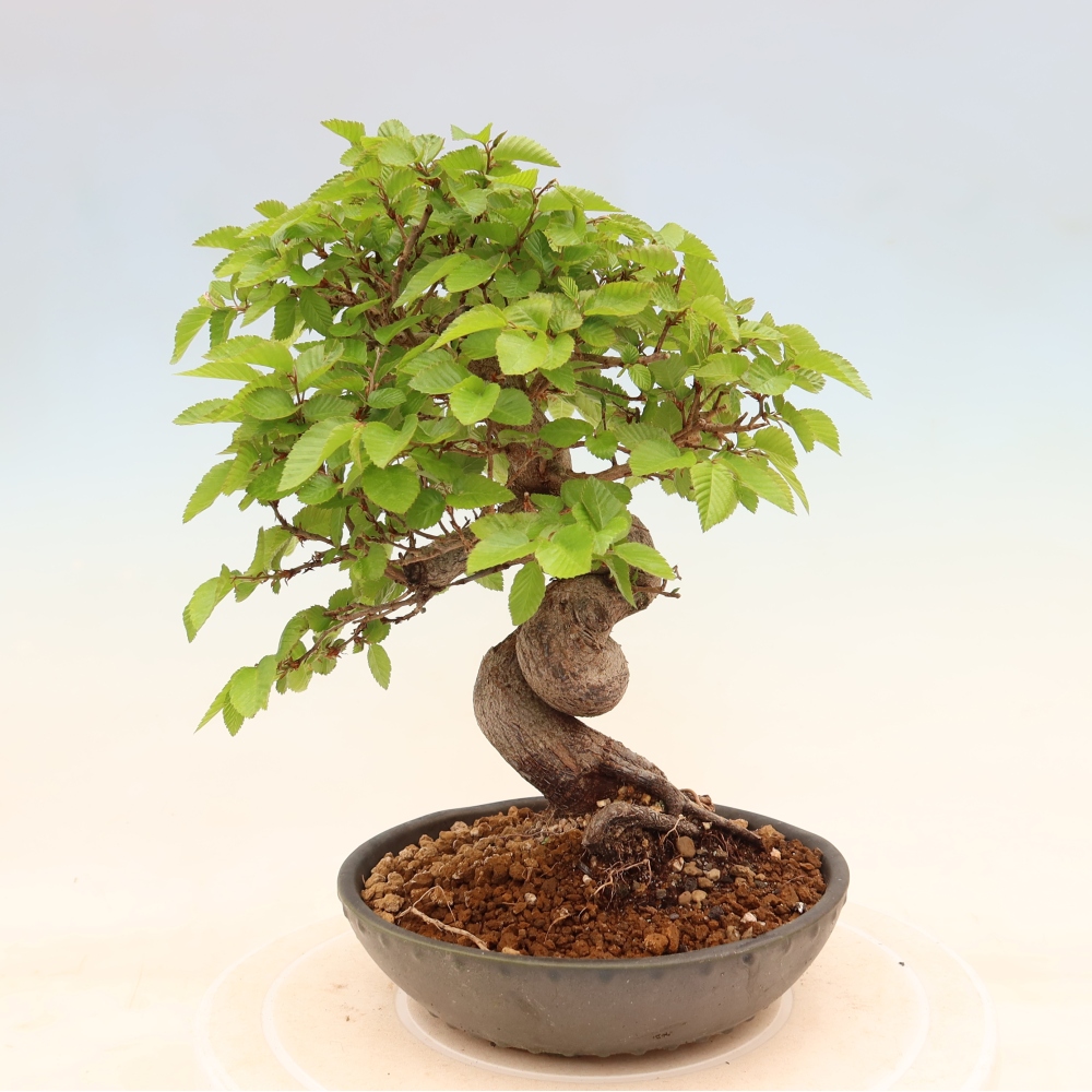Venkovní bonsai -Carpinus coreana - Habr korejský