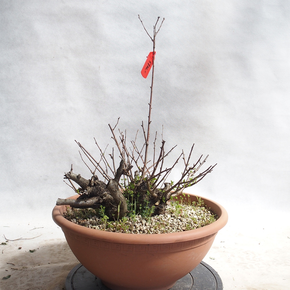 Venkovní bonsai -Mahalebka - Prunus mahaleb