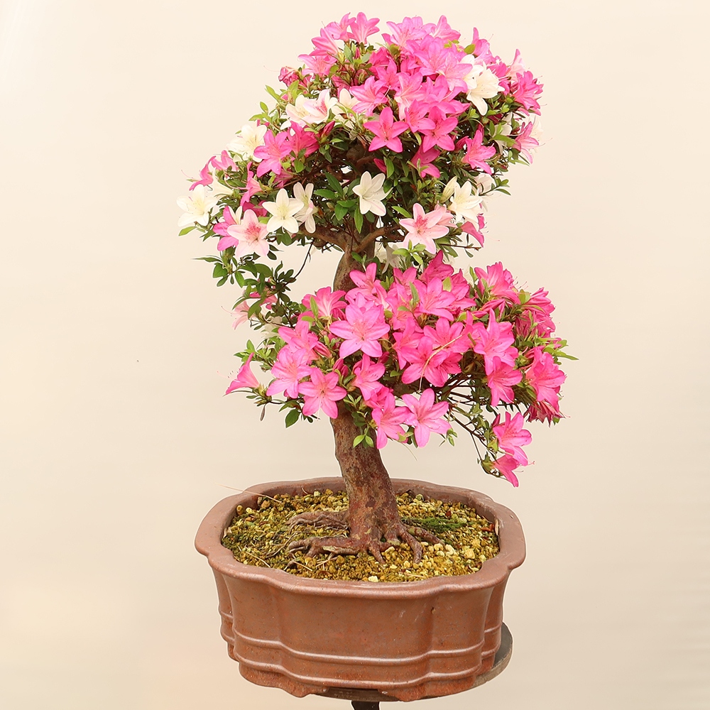 Venkovní bonsai - Japonská azalka - Azalea Miyabihime