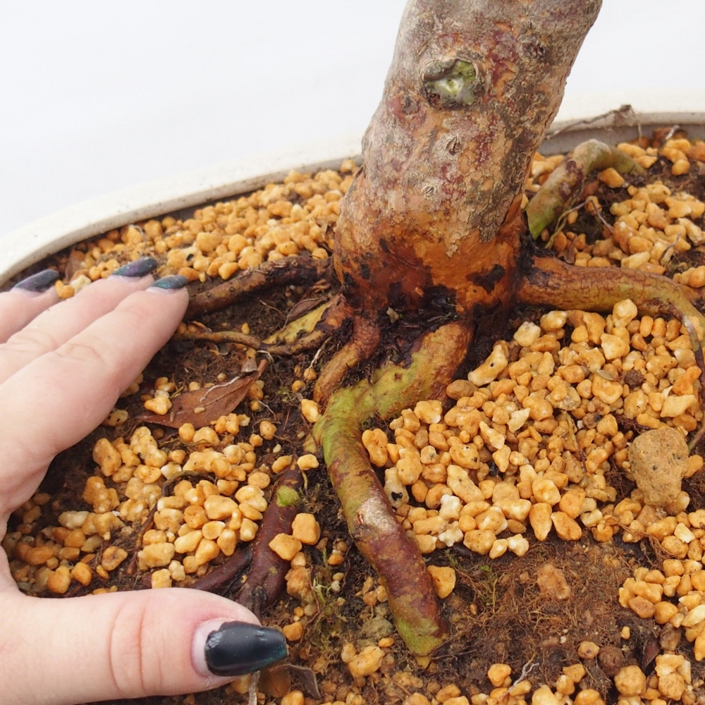 Venkovní bonsai - Japonská azalka - Azalea Hanatsuzuri