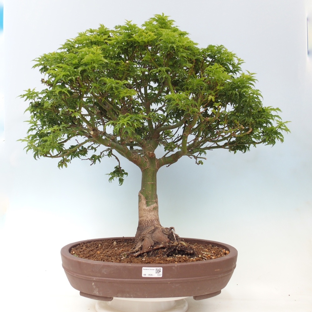 Venkovní bonsai -Javor dlanitolistý Acer palmatum Shishigashira